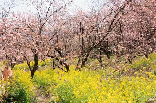 高知県須崎市 桑田山の雪割桜 高知県須崎市 桑田山の雪割桜 雪割桜,桑田山,須崎市の写真素材