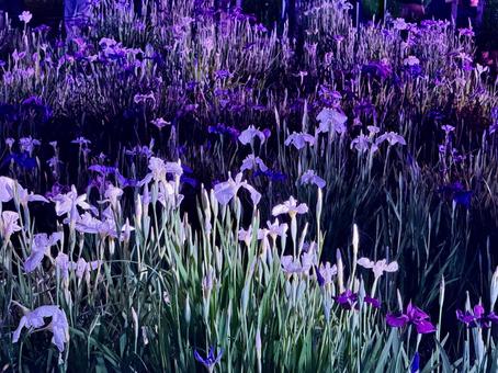 夜の堀切菖蒲園 ライトアップされる花菖蒲 夜の堀切菖蒲園 ライトアップされる花菖蒲 堀切菖蒲園,5月,菖蒲の写真素材