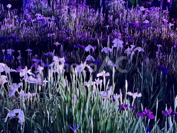 夜の堀切菖蒲園　ライトアップされる花菖蒲 堀切菖蒲園,5月,菖蒲の写真素材
