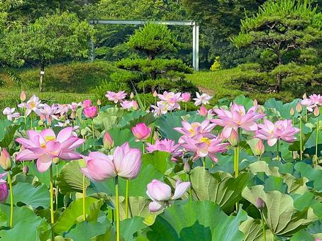 【古河公方公園】美しい蓮の花の風景 ③ 蓮の花,ピンク,花の写真素材
