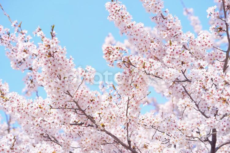 青空と桜のイメージ画像  桜,春,背景の写真素材