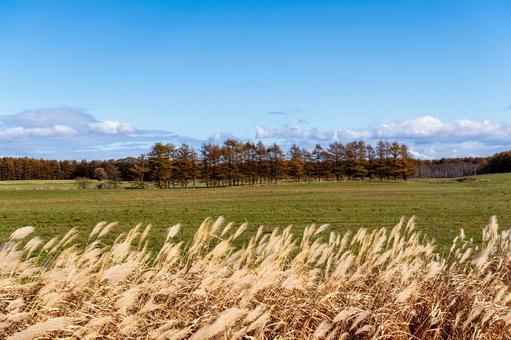 秋風に揺れる草と黄金色のカラマツ林 カラマツ,ススキ,青空の写真素材