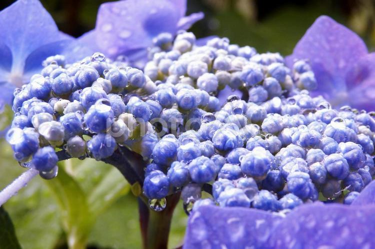 雨の日のガクアジサイ_つぼみ_青い花 ガクアジサイ,額紫陽花,両性花の写真素材