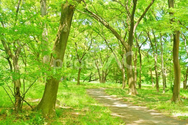 林の中の散歩道 新緑,アウトドア,キャンプの写真素材