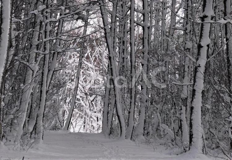 冬の林２ 雪景色,林,木漏れ日の写真素材