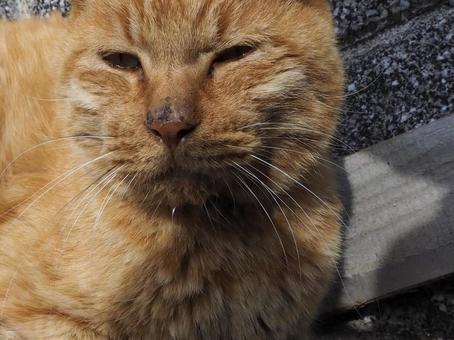 にゃんこ にゃんこの写真