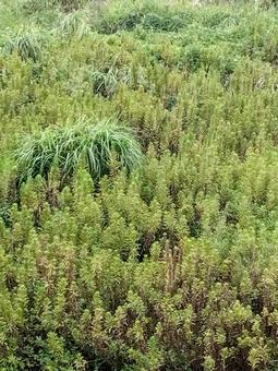 Photo, grassy, jungle, natural, 