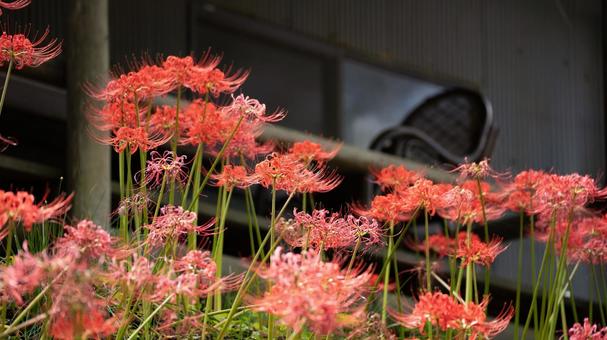 森の中に咲いた満開の彼岸花　曼珠沙華 彼岸花,曼珠沙華,ヒガンバナの写真素材