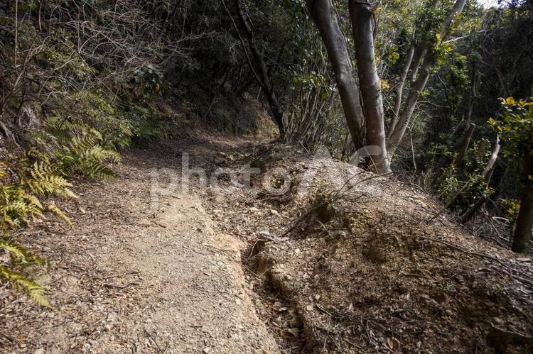 大山登山南17（田原市） 大山,南,トレッキングの写真素材