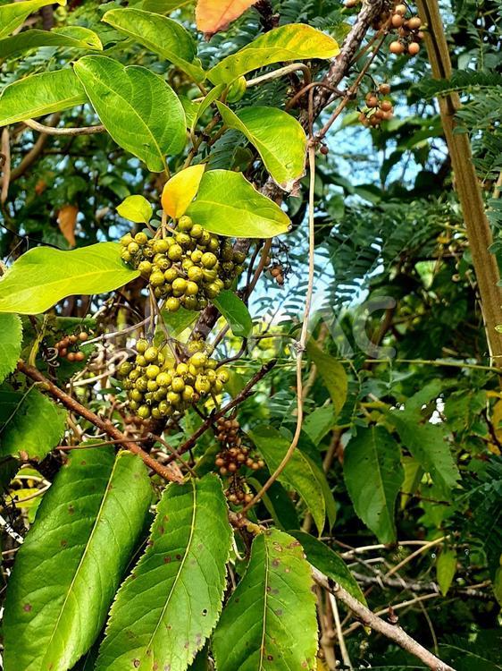 謎の実 植物,実,南国の写真素材