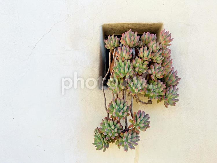 壁の中から多肉植物 多肉植物,観葉植物,鉢植えの写真素材