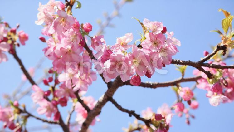 白浜桜の里に春を訪ねて 下田,桜,白浜桜の里の写真素材