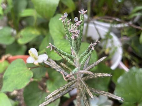 キンチョウ キンチョウ キンチョウ,植物,多肉植物の写真素材