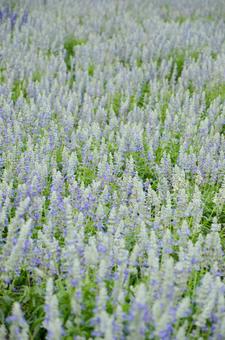 Salvia Blue White, JPG