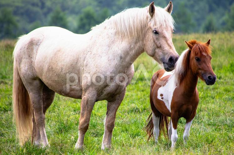 朝日の丘公園 馬,放牧,風景の写真素材