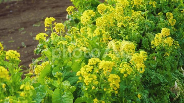 開花した畑の菜の花 菜の花,黄色,花の写真素材