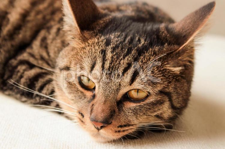 ちょっと不機嫌そうな顔でまったりする猫 猫,ねこ,ネコの写真素材