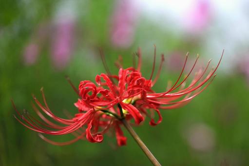 彼岸花 緑と赤のコントラスト-5 彼岸花 緑と赤のコントラスト-5の写真