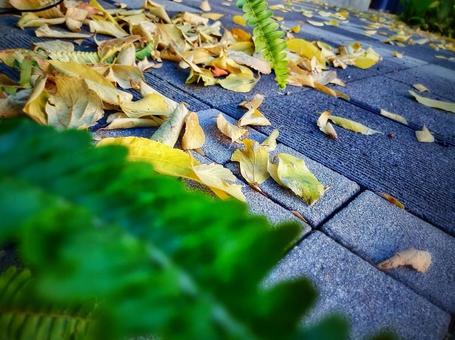 街の落ち葉 落ち葉,枯葉,冬の写真素材