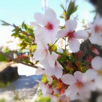 青空と桜 青空と桜の写真