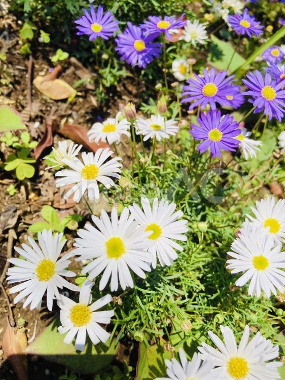 ヒメコスモス 春,花,植物の写真素材