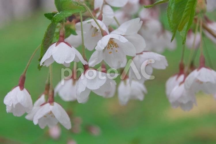 雨の日の桜 桜,満開,ピンクの写真素材