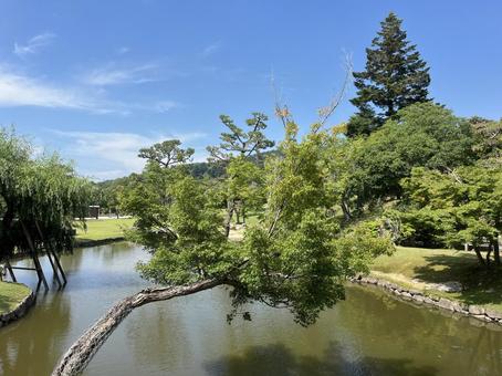 奈良公園 奈良公園 奈良,公園,新緑の写真素材