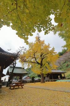佐賀県みやき町「綾部八幡神社」の銀杏 綾部八幡神社,紅葉,銀杏の写真素材
