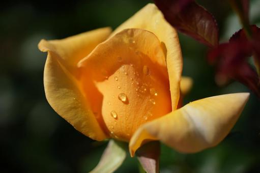 Rose (yellow: Kupperkönigin), JPG Rose (yellow: Kupperkönigin), JPG