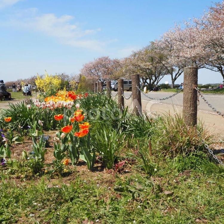 ふるさと広場のチューリップ＆桜（佐倉市） 春,チューリップ,桜の写真素材
