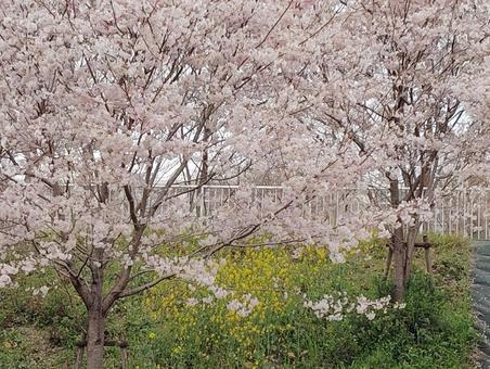 桜並木 桜,花,ピンクの写真素材