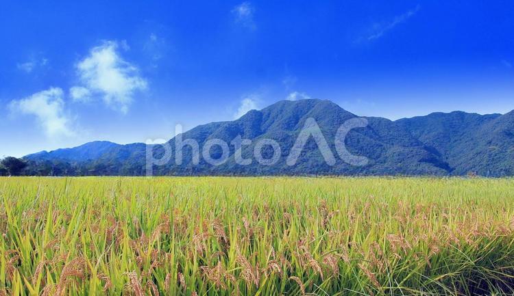 秋の田園風景 秋,田園風景,田んぼの写真素材