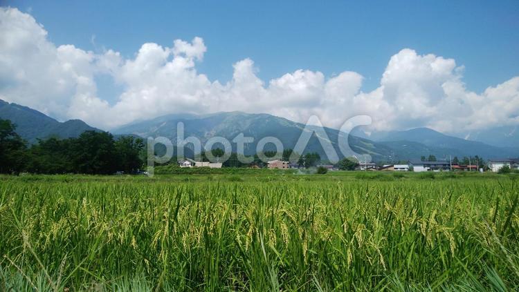色づきはじめた稲穂と山のある風景 稲穂,山のある風景,ふるさとの写真素材