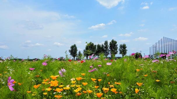 初夏の花々・佐倉市の里山の花畑(千葉県) 初夏の花々・佐倉市の里山の花畑(千葉県)の写真