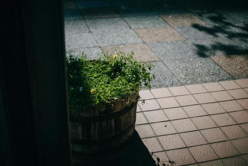 植木鉢の葉っぱと黄色い花 植木鉢の葉っぱと黄色い花 花植物,自然,太陽光の写真素材
