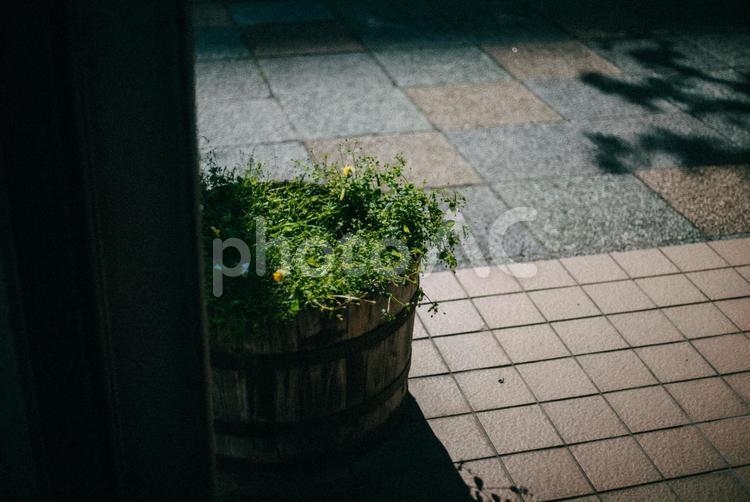 植木鉢の葉っぱと黄色い花 花植物,自然,太陽光の写真素材