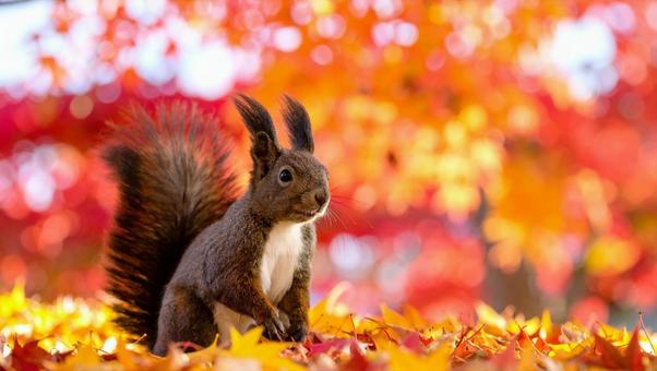 エゾリスと紅葉の写真