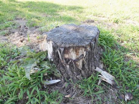 ありふれた切り株 切り株,木,手入れの写真素材