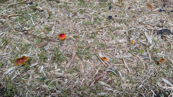 キノコ キノコ,きのこ,景色の写真素材