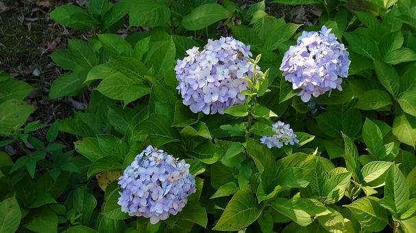 紫陽花 紫陽花の写真