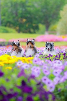 シェルティの写真