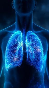 光る肺の解剖図の写真