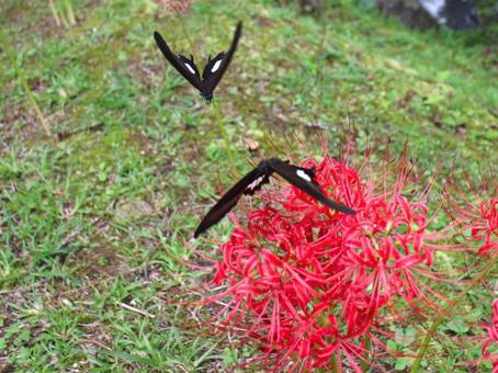 彼岸花 ヒガンバナ,曼珠沙華,マンジュシャゲの写真素材