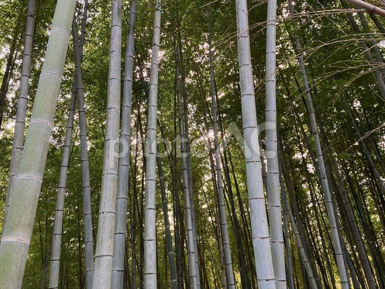 竹林のたくさんの竹 竹,自然,木洩れ日の写真素材
