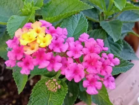 ランタナ 常緑低木,初秋,初夏の写真素材