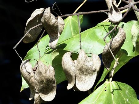 実のなる木 実のなる木 植物,実,川辺の写真素材