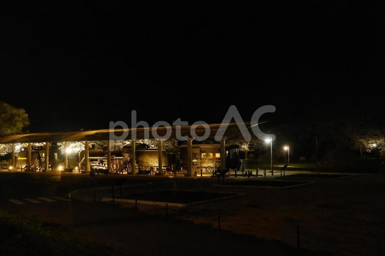 展勝展勝地の夜桜　展示SLのライトアップ 展勝地,sl,ライトアップの写真素材