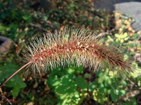 猫じゃらしの写真