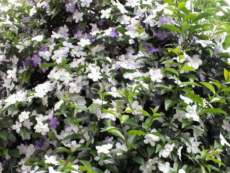 ギッシリと密に咲いたニオイバンマツリの花 ニオイバンマツリ,白い花,ブルーの写真素材