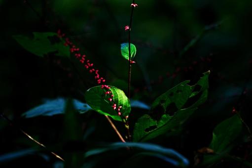 ミズヒキ ミズヒキ 水引,花,草花の写真素材